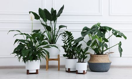 Estas plantas se desarrollan mejor en maceta que en el jardín y muchos no lo saben.