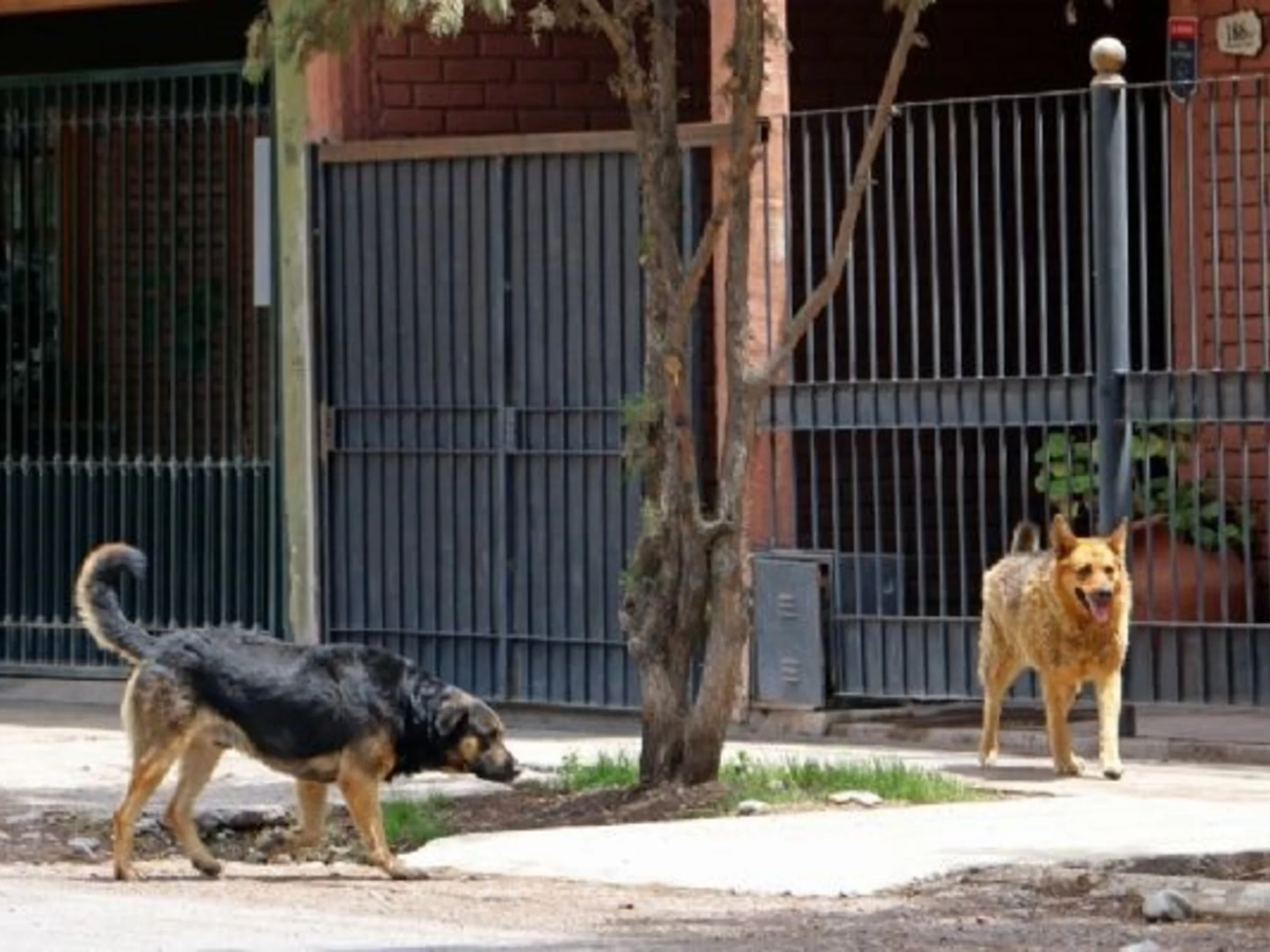 Una jauría de perros mató a una mujer en Mendoza en plena calle