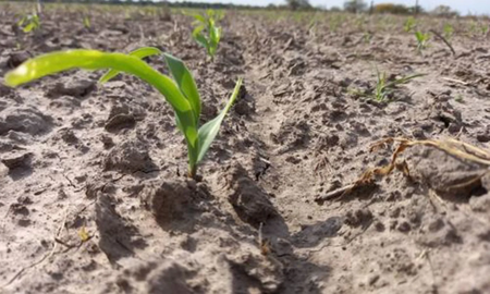 zona nucleo: esperan lluvias para sostener el trigo y destrabar la siembra de maiz zona nucleo: esperan lluvias para sostener el trigo y destrabar la siembra de maiz
