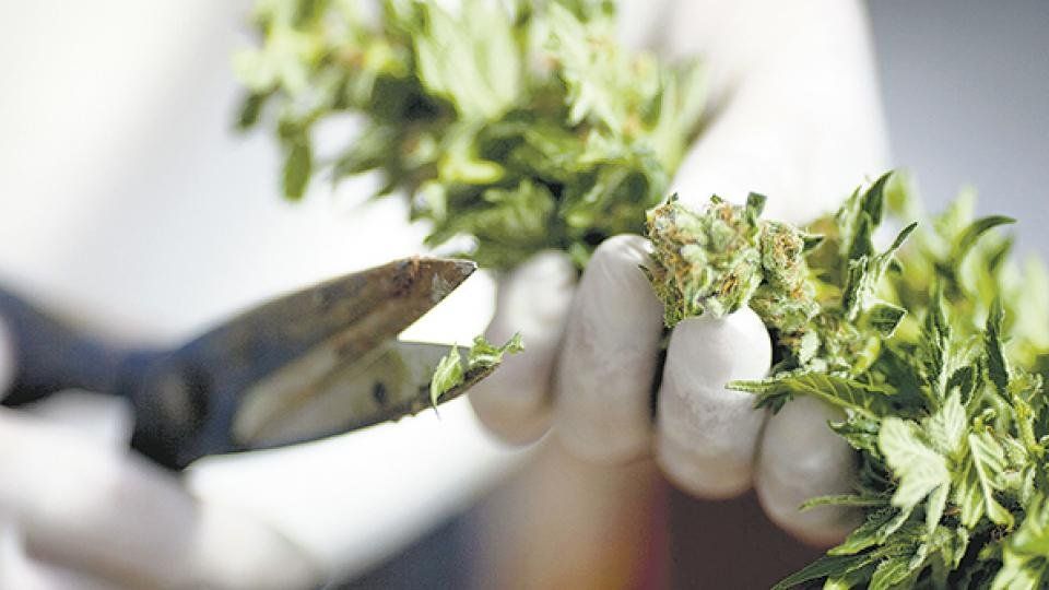 cannabis.jpg