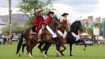 Concurso Nacional de Caballos Peruanos de Paso: la élite equina llega a Salta