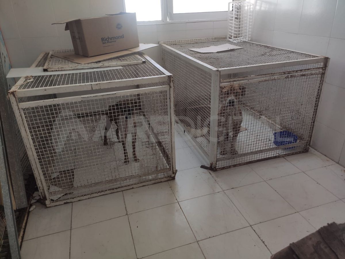 Más de 500 animales fueron rescatados en el último año, lo que convierte a Santa Fe en uno de los mejores municipios del país que trabajan la temática.