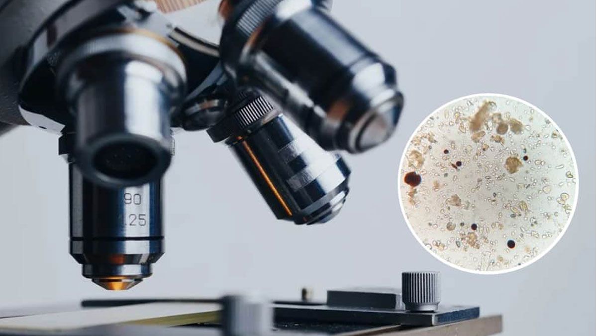 Microbios marinos de la era de los dinosaurios reviven en un laboratorio