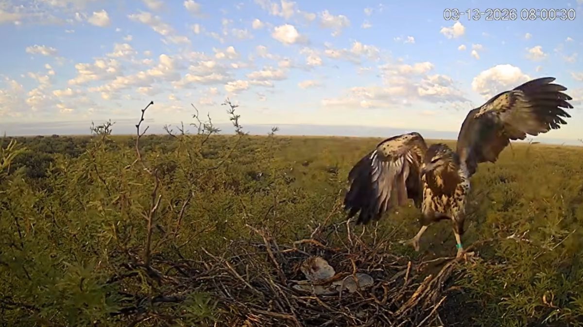 Transmiten en vivo un nido de águila coronada y esperan el primer vuelo del pichón.
