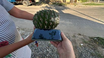 ¿Amenaza o patrimonio?: el dilema de la Araucaria y sus frutos gigantes en Santa Fe