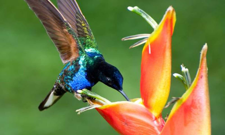 ¿Cuáles son los beneficios de conectar con un colibrí? ¿Cuáles son los beneficios de conectar con un colibrí?