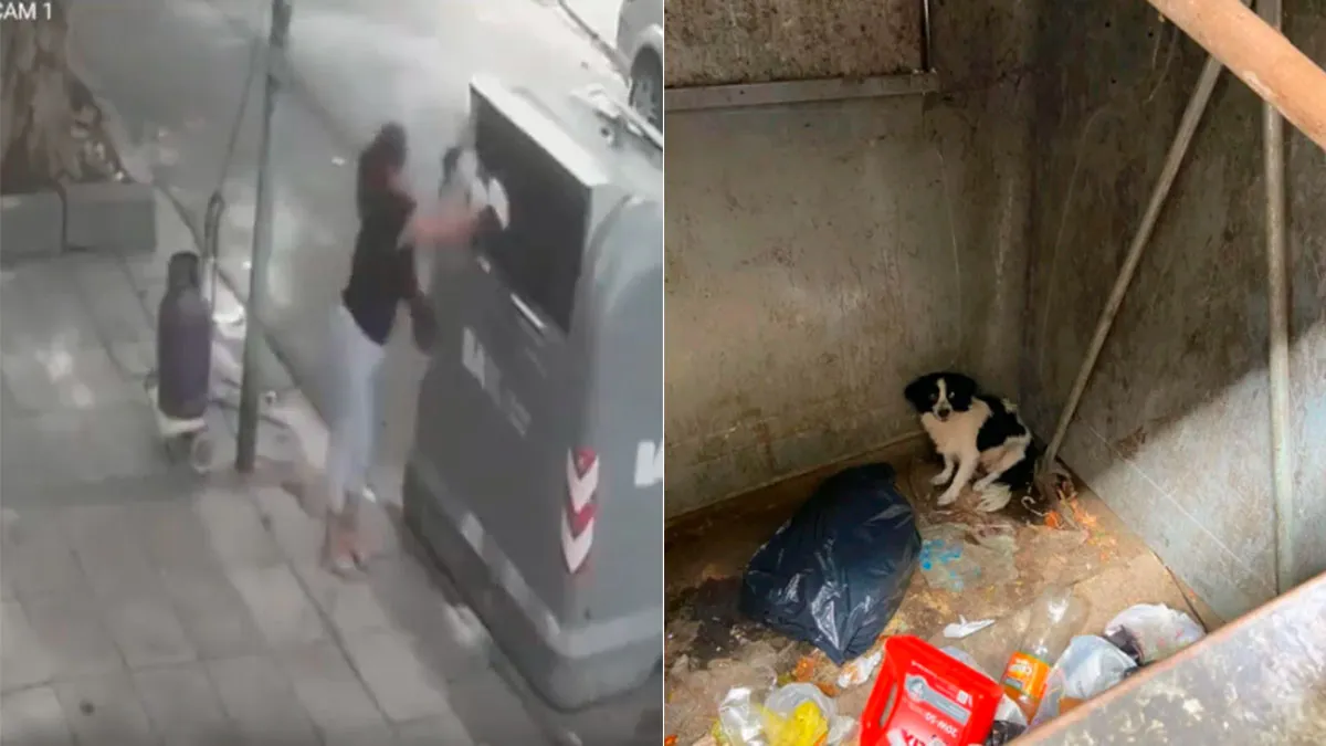 Una mujer tiró a su perro a la basura y el video se hizo viral: Él va moviendo  la cola