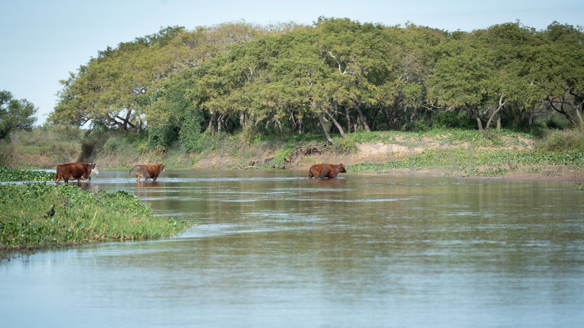 Los rebaños de vacas cruzan desde una orilla a la otra en zonas de menos profundidad del arroyo Ubajay. Los rebaños de vacas cruzan desde una orilla a la otra en zonas de menos profundidad del arroyo Ubajay.