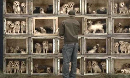 Detuvieron a un veterinario y a un criador por cortarles la cuerdas vocales a 10 perros - España Detuvieron a un veterinario y a un criador por cortarles la cuerdas vocales a 10 perros - España