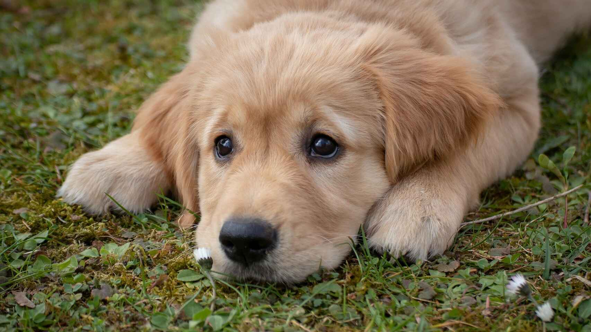 El cachorrito que sufri&oacute; da&ntilde;o cerebral debido a la pirotecnia