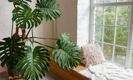 Un cuidado simple puede transformar por completo una planta de interior. Un cuidado simple puede transformar por completo una planta de interior.