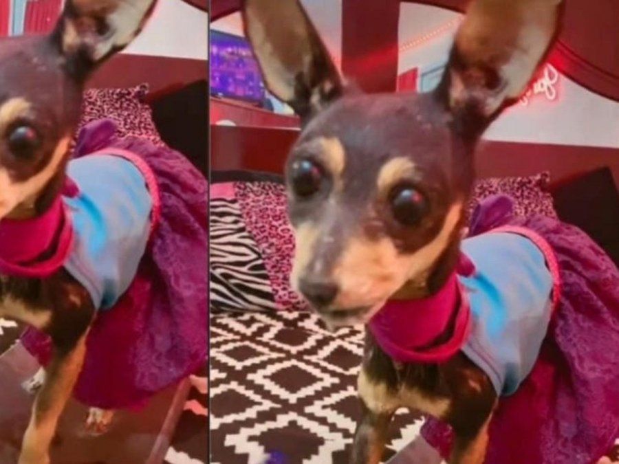 El clip se volvió rápidamente viral en la red social TikTok.