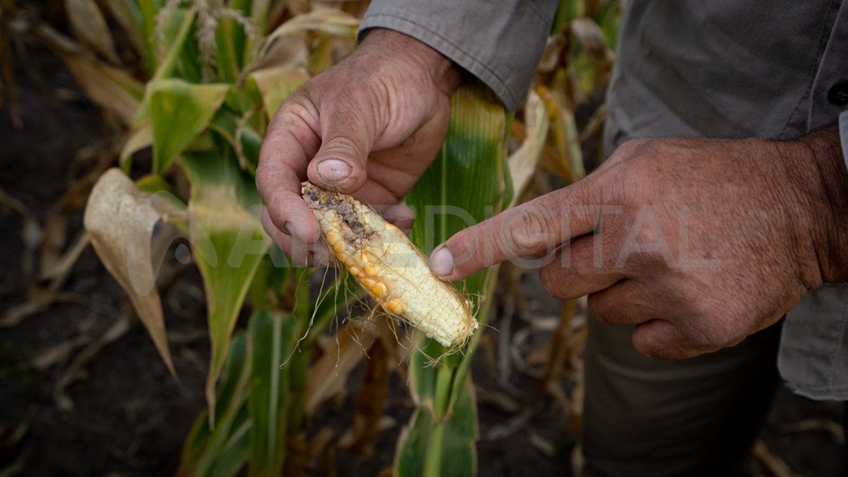 La sequía generó pérdidas millonarias al sector y hay incertidumbre para los próximos meses.