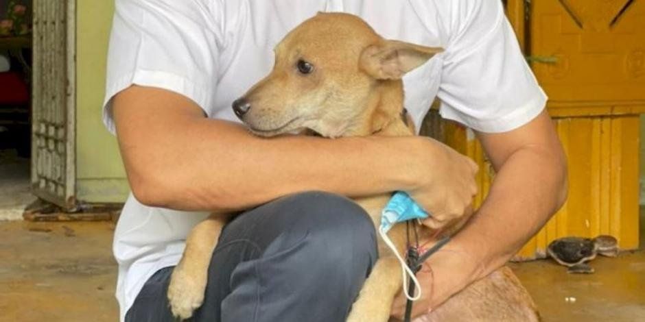 Una perrita de tan solo ocho meses evitó que los integrantes de su familia murieran en un incendio mientras dormían.