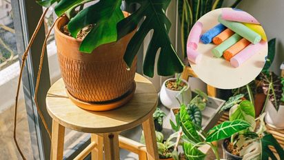 El método con tiza que ayuda a que las plantas sanen y vivan más tiempo