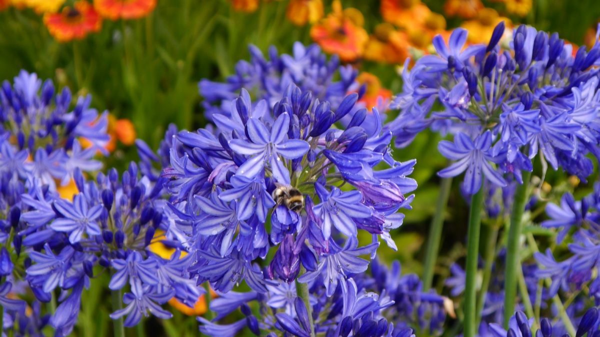 El agapanto se destaca por su follaje alargado y sus flores en tonos azul, violeta o blanco. El agapanto se destaca por su follaje alargado y sus flores en tonos azul, violeta o blanco.