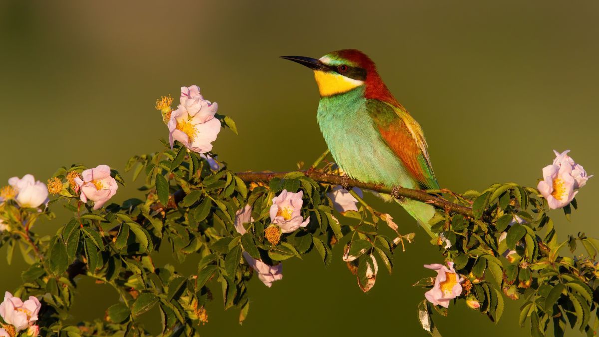 Esta mezcla ayuda a darle más vida al jardín y atraer aves.