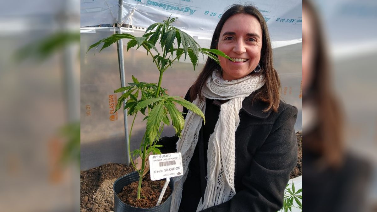 Demostraron que el aceite de cannabis medicinal puede contribuir a prevenir distintos desórdenes del metabolismo.