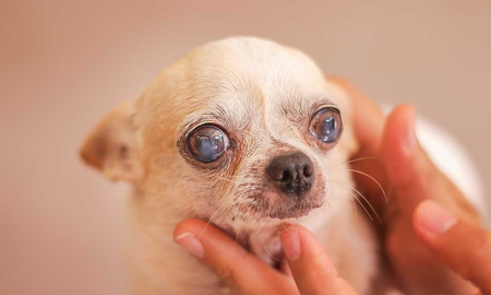 Cómo saber si tus perros o gatos tienen cataratas y cómo tratarlas con éxito Cómo saber si tus perros o gatos tienen cataratas y cómo tratarlas con éxito