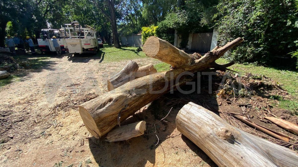 Un árbol seco, que ya había sido motivo de múltiples denuncias al municipio, se desplomó. Un árbol seco, que ya había sido motivo de múltiples denuncias al municipio, se desplomó.