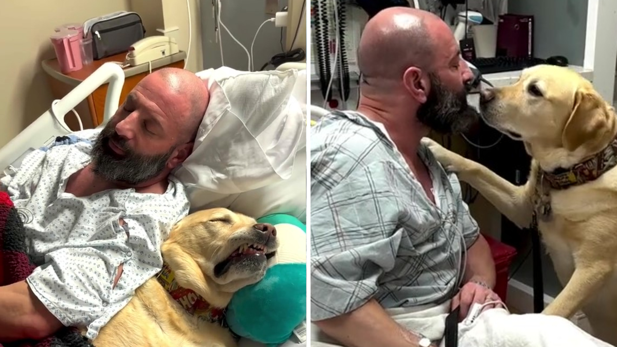 Magnus, el perro que acompaña todos los días a su dueño internado en un hospital