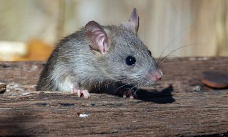 El Ministerio de Salud confirmó un caso de leptospirosis en la ciudad de Reconquista. El Ministerio de Salud confirmó un caso de leptospirosis en la ciudad de Reconquista.