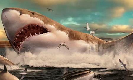 El megalodón fue un tiburón que sin duda debió imponer mucho debido a su gran tamaño. Aunque se han hecho cálculos de las dimensiones del animal prehistórico, el paleontólogo Jack Cooper se dio a la tarea de resolver el misterio. El megalodón fue un tiburón que sin duda debió imponer mucho debido a su gran tamaño. Aunque se han hecho cálculos de las dimensiones del animal prehistórico, el paleontólogo Jack Cooper se dio a la tarea de resolver el misterio.