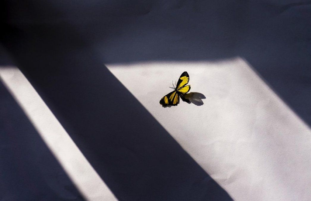 Mariposas en tu hogar: Un símbolo ancestral de transformación, pero también de posibles advertencias sobre fatalidades. Mariposas en tu hogar: Un símbolo ancestral de transformación, pero también de posibles advertencias sobre fatalidades.