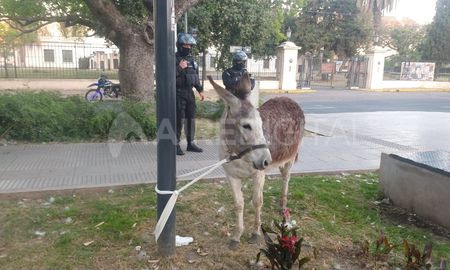 El burro espera atado al cantero central de Avenida Freyre que lleguen representantes de la Sociedad Protectora de Animales. El burro espera atado al cantero central de Avenida Freyre que lleguen representantes de la Sociedad Protectora de Animales.
