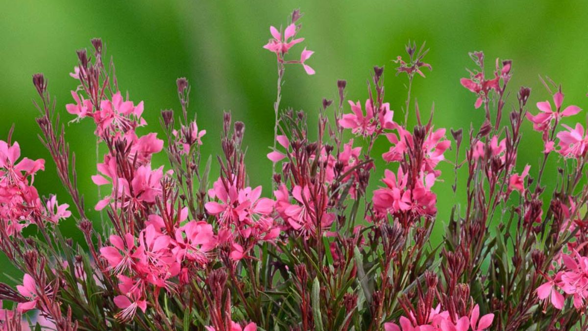 Flores rosadas que resisten el calor y mantienen su color durante todo el verano.