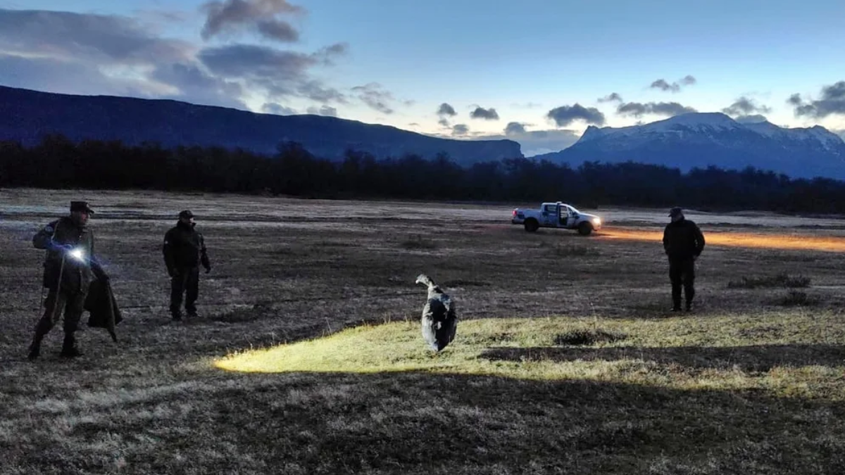 El ave se hallaba en una zona descampada