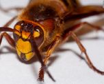 alerta en estados unidos por la invasion de monstruosos avispones asesinos alerta en estados unidos por la invasion de monstruosos avispones asesinos