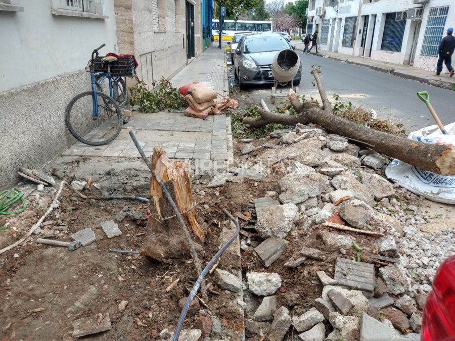 Tuvieron que sacar un árbol de la puerta porque ladrones se trepaban para robar