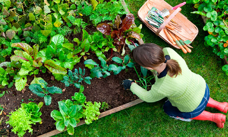 Huerta en casa: cómo elegir el sitio ideal Huerta en casa: cómo elegir el sitio ideal