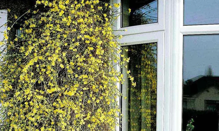Planta trepadora ideal para muros y cercos, el jazmín amarillo crece fácilmente y aporta una floración espectacular desde el invierno hasta la primavera. Planta trepadora ideal para muros y cercos, el jazmín amarillo crece fácilmente y aporta una floración espectacular desde el invierno hasta la primavera.