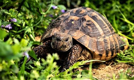 Día Mundial de la Tortuga: “mascotas” en hogares y en riesgo de extinción