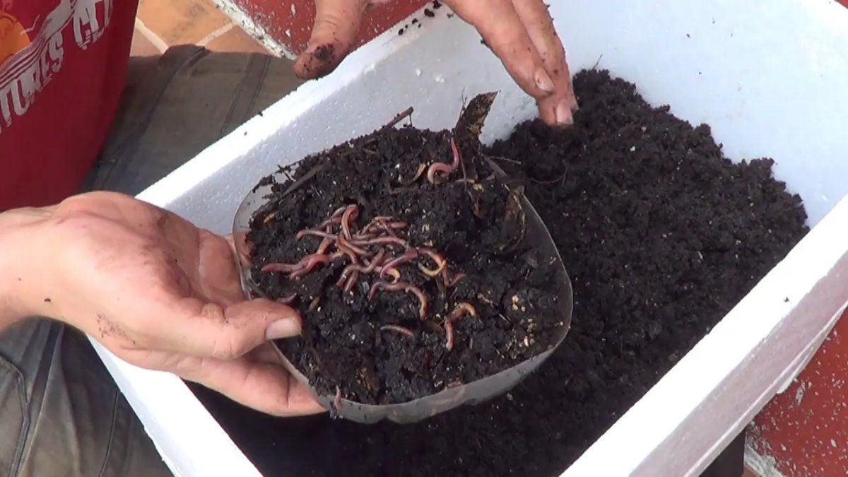 Oro negro para el jardín: todo lo que necesitás saber sobre el humus. Oro negro para el jardín: todo lo que necesitás saber sobre el humus.