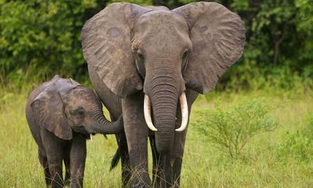 un elefante gimiendo de dolor mientras lo estan maltratando en un templo budista desemboca en una campana para salvarlo un elefante gimiendo de dolor mientras lo estan maltratando en un templo budista desemboca en una campana para salvarlo