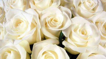 Descubrí el significado de las rosas blancas: de la pureza al consuelo en el duelo