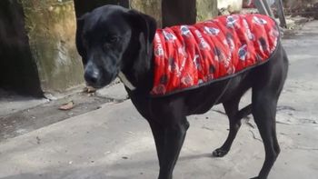 Las voluntarias constataron que los animales no resultaron heridos tras el robo.