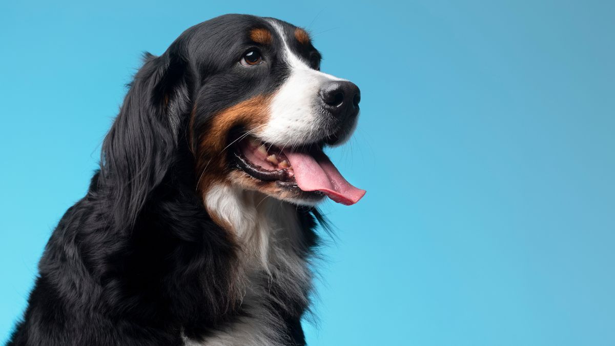 Cómo funciona la IA que interpreta ladridos de perros: ¿se puede saber lo que sienten? (Foto: Freepik).