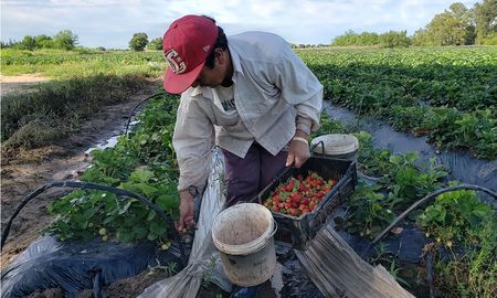 Se estima que unas 4.000 personas trabajan en la cadena de las frutillas en Coronda. Se estima que unas 4.000 personas trabajan en la cadena de las frutillas en Coronda.
