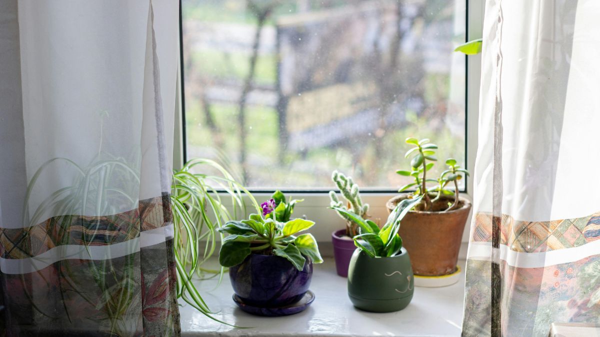 Estas plantas sobreviven en ambientes cerrados y con poca ventilación.