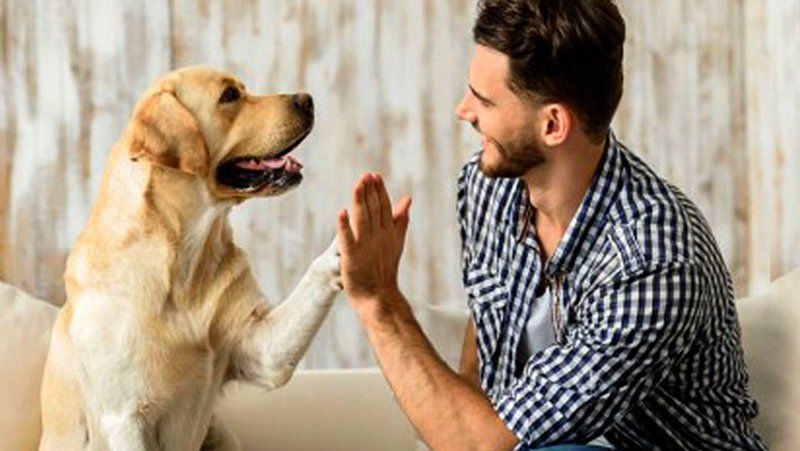 Los perros exhiben un comportamiento celoso cuando su compañero humano interactúa con un rival potencial.