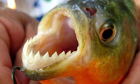 Durante el fin de semana, un ataque atribuido a palometas en Victoria, Entre Ríos, generó alarma en la zona costera. Durante el fin de semana, un ataque atribuido a palometas en Victoria, Entre Ríos, generó alarma en la zona costera.