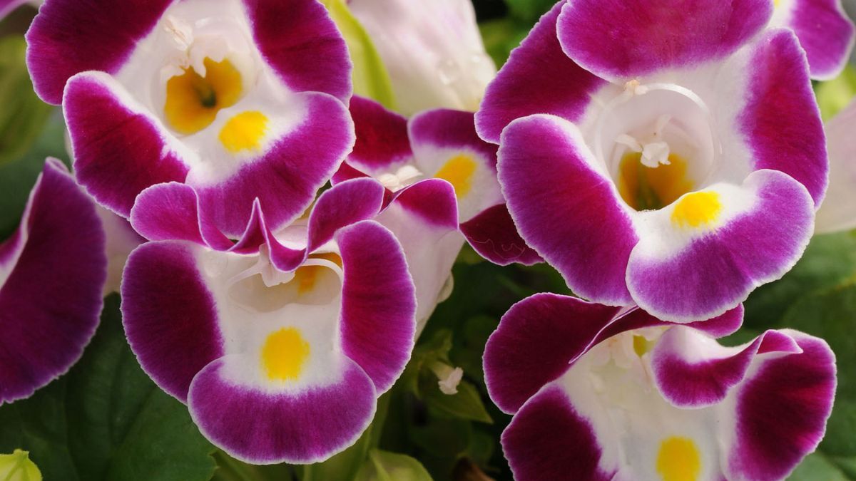 Delicada y poco común, ofrece flores violetas y azules que crecen incluso en sombra total. Delicada y poco común, ofrece flores violetas y azules que crecen incluso en sombra total.