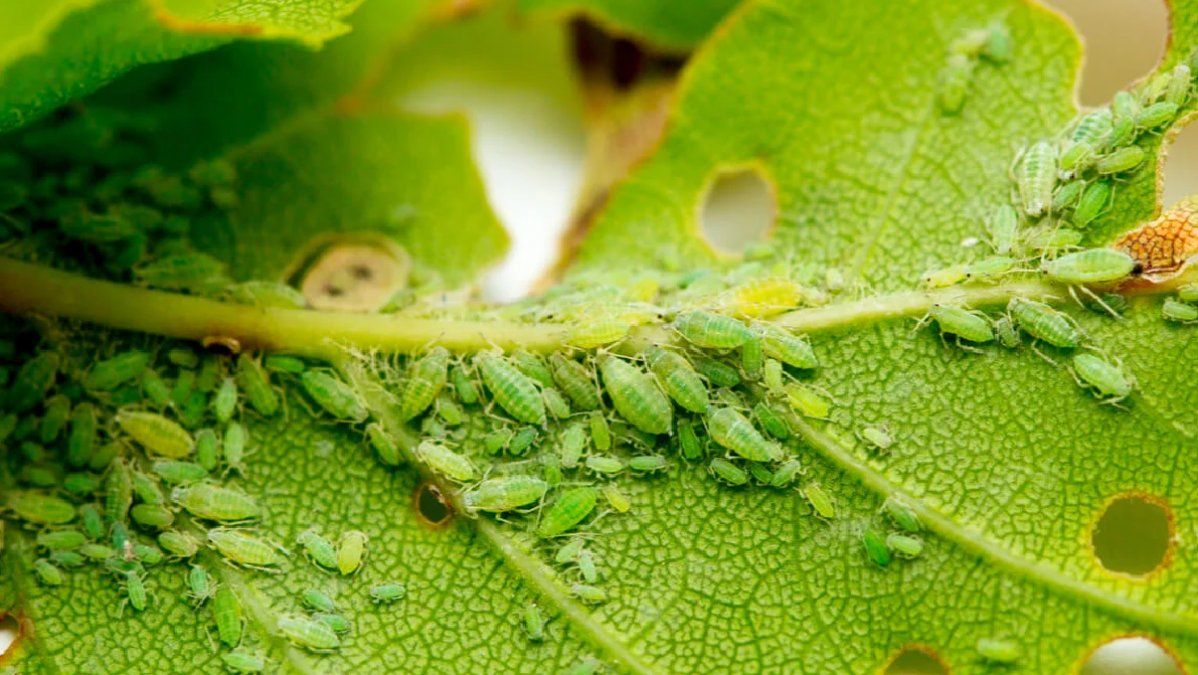 Alerta hormigas y pulgones: cómo combatirlos con recetas caseras