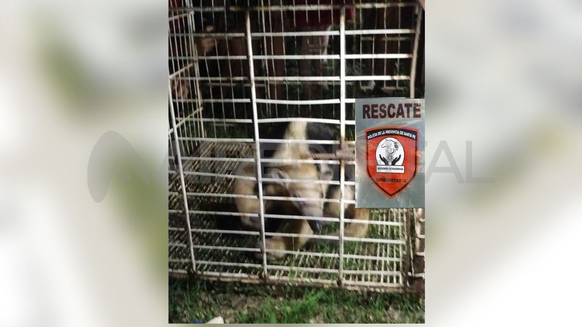 Rescataron un oso melero que estaba subido a un árbol en Recreo.