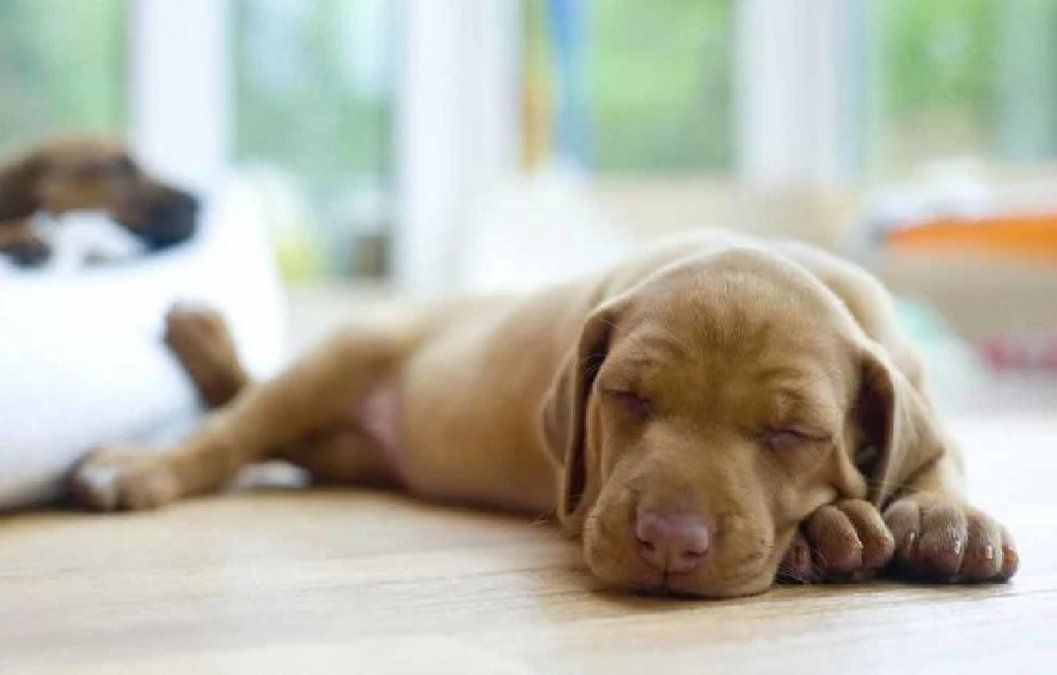 La posición en la que tu perro duerme revela su personalidad