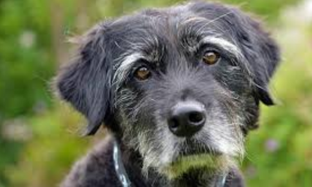 Los perros del criadero ilegal de Salta quedaron a resguardo judicial y el dueño no podrá volver a acercarse a ellos. Los perros del criadero ilegal de Salta quedaron a resguardo judicial y el dueño no podrá volver a acercarse a ellos.